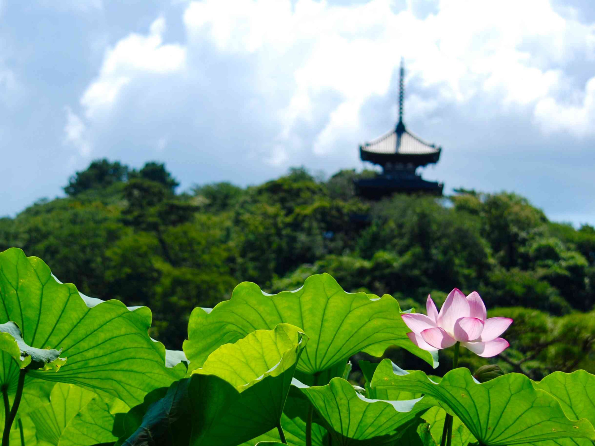 電車で行く神奈川の花めぐり旅ガイド